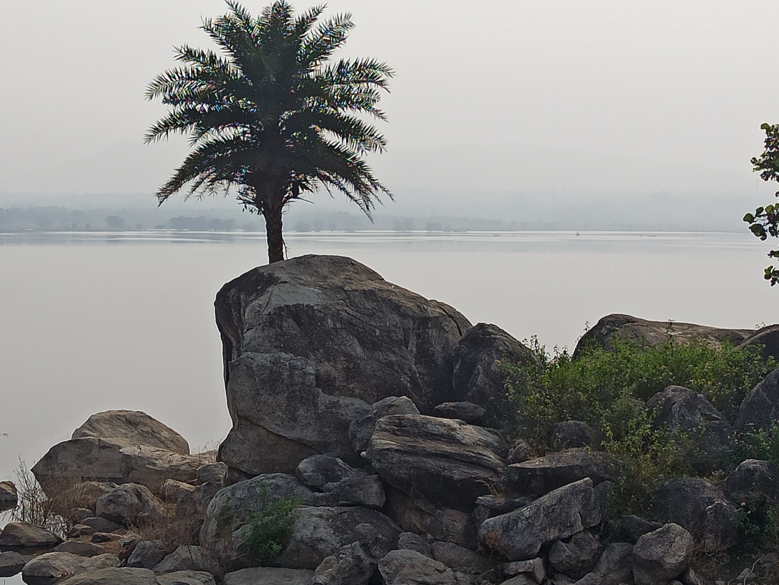 Winter flocks of waterbirds over the Nagi–Nakti reservoirs in Jamui
