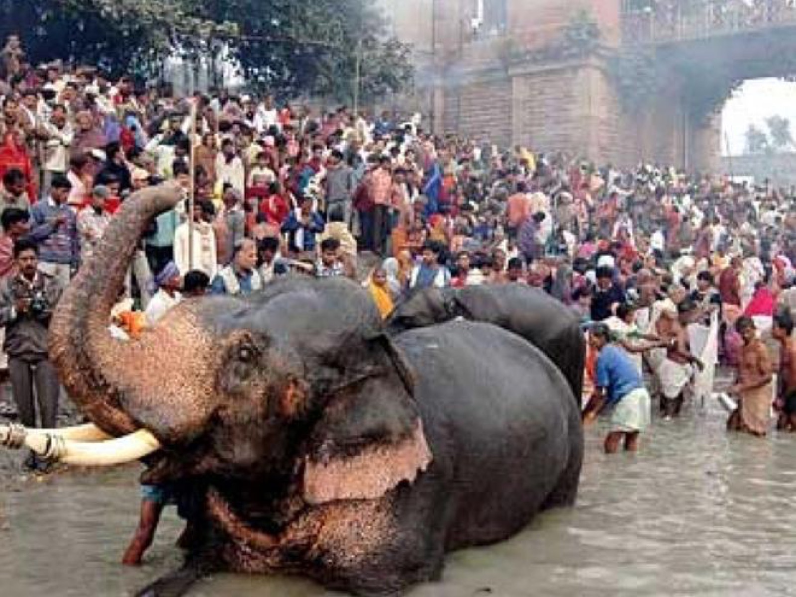 Crowds and livestock at the sprawling Sonepur Cattle Fair on the banks of the Gandak