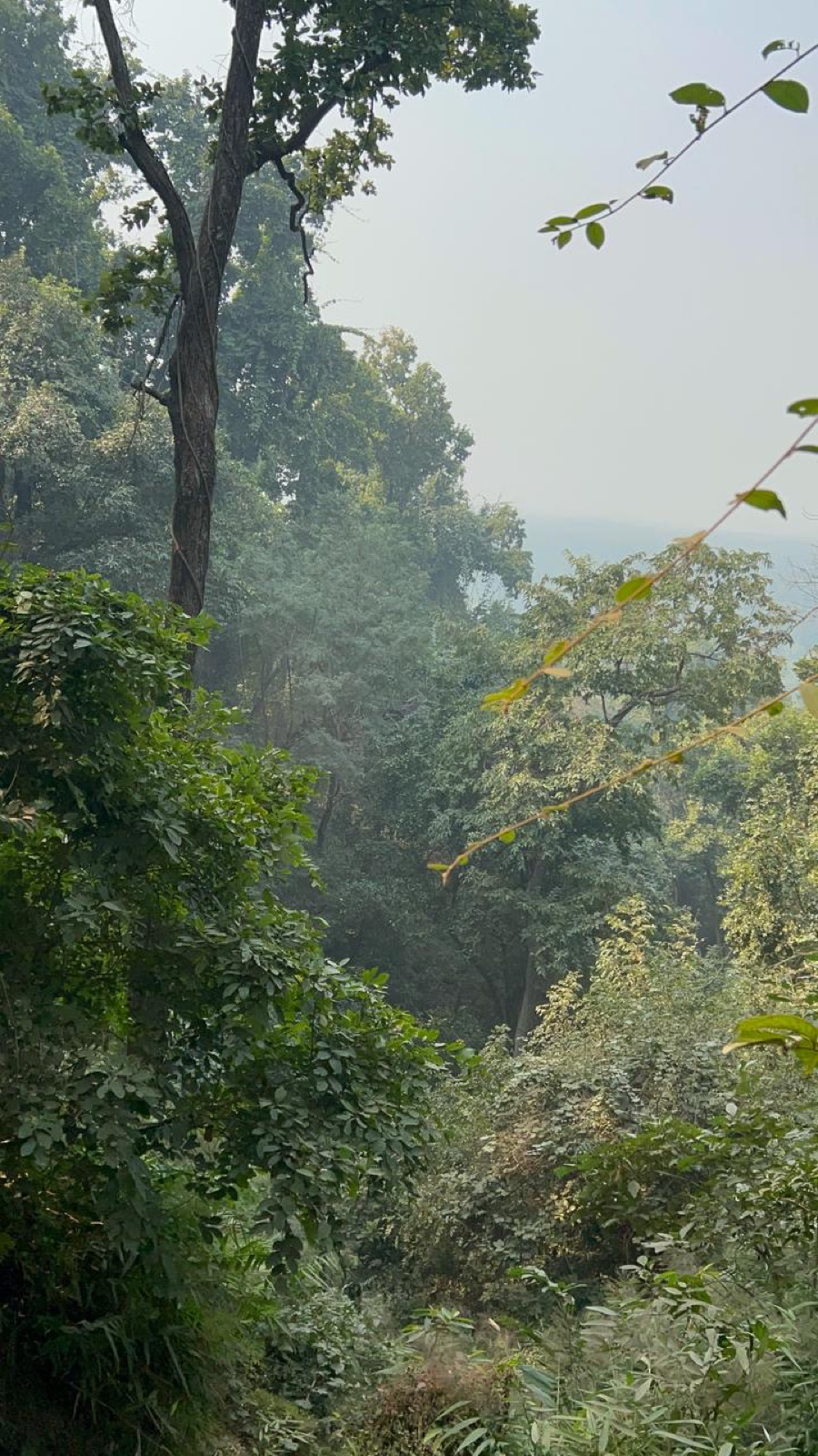 Dense Terai forest and grasslands of Valmiki Tiger Reserve